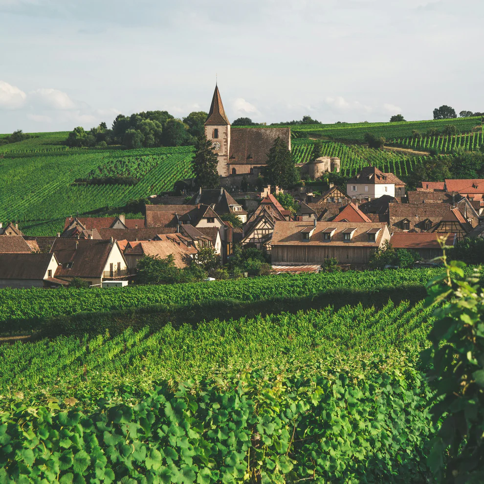 French Vineyard with small town in the background
