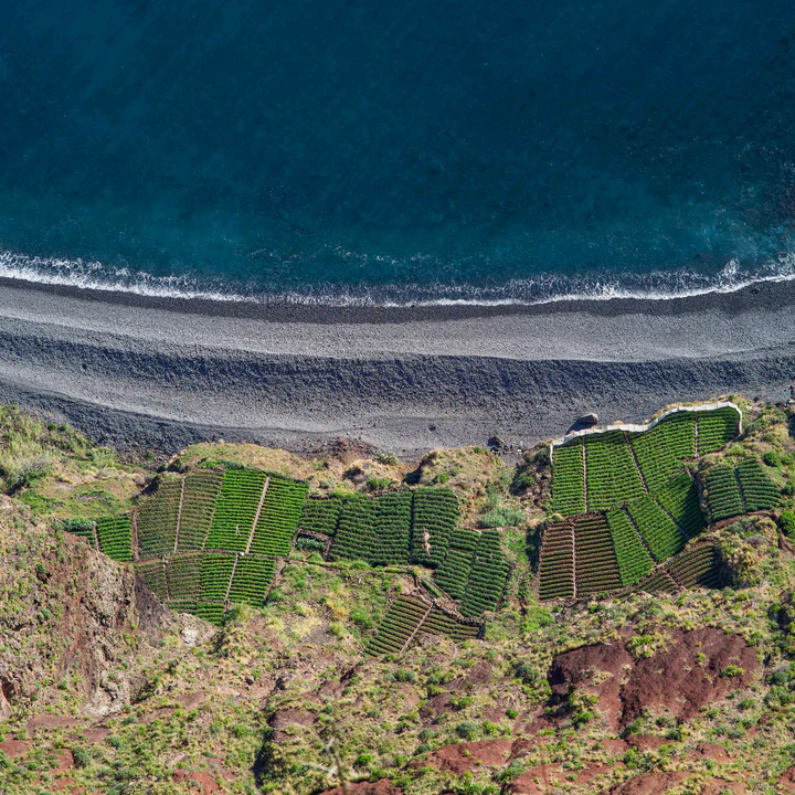 Birdseye view of vineyards right on a beach