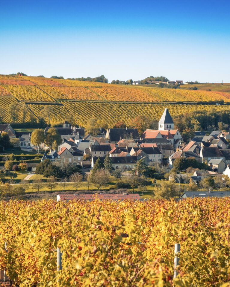 Loire Valley vineyard in the fall