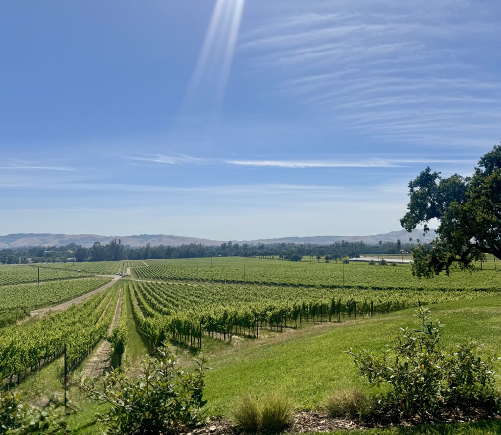 Sonoma vineyard