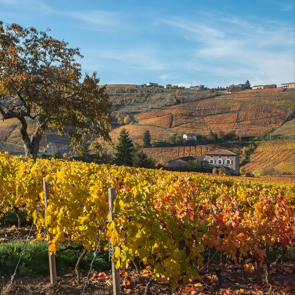 Beaujolais Vineyard