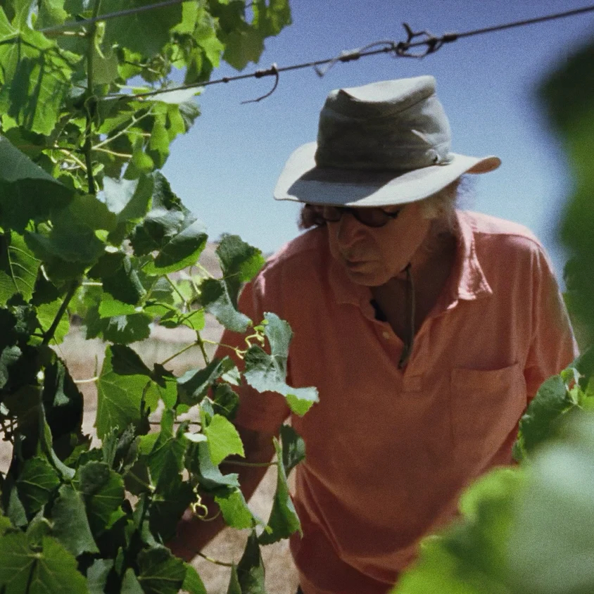 Man looking closely at grape vines in a vineyard