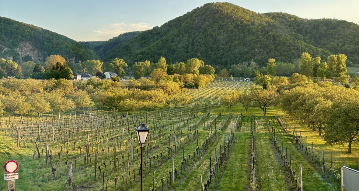 Domane Wachau Vineyard