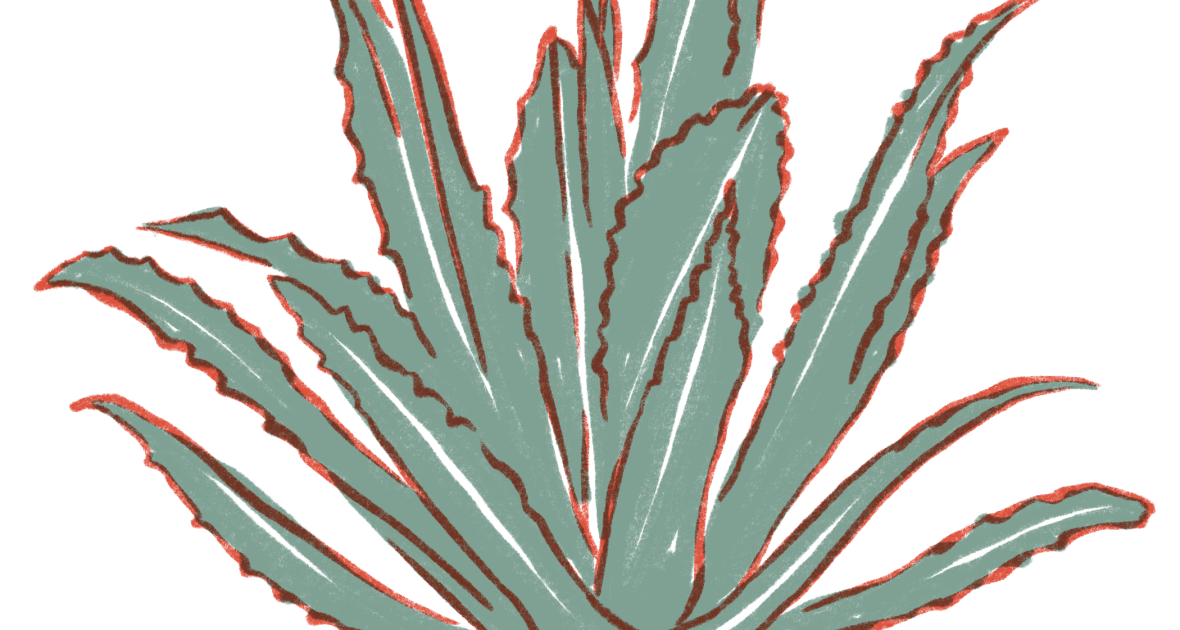 Green & red drawing of an agave plant