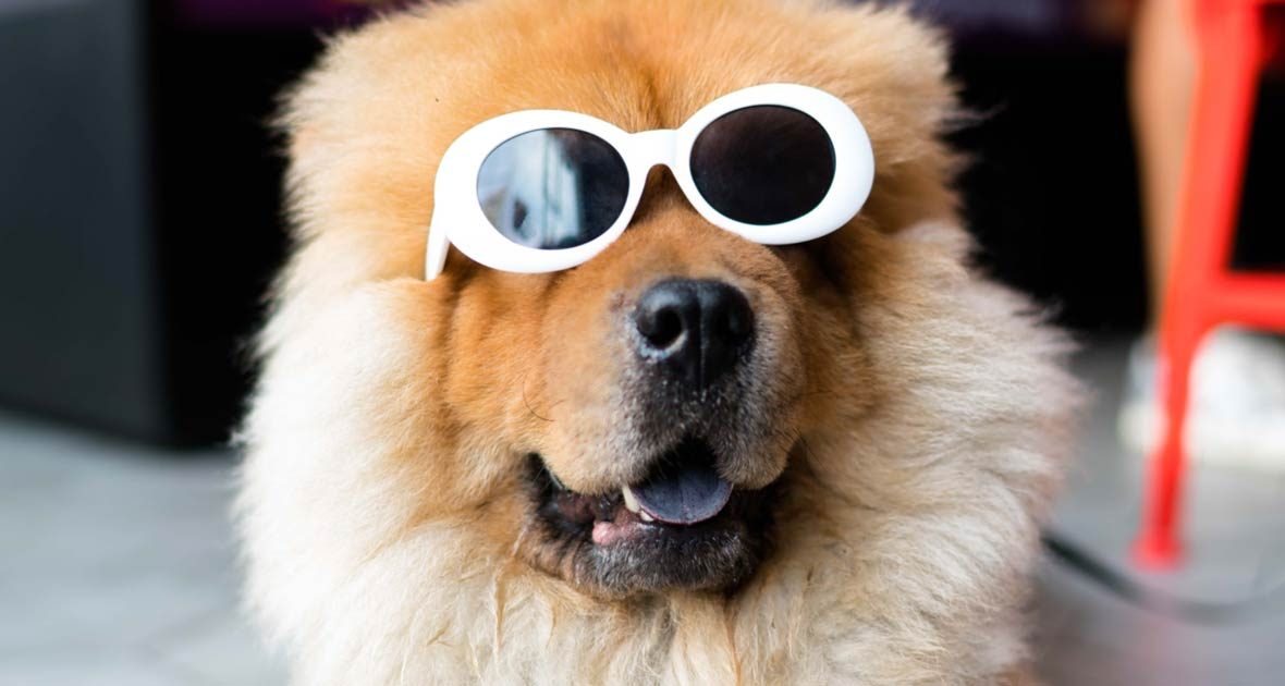 dog-with-sunglasses-1180