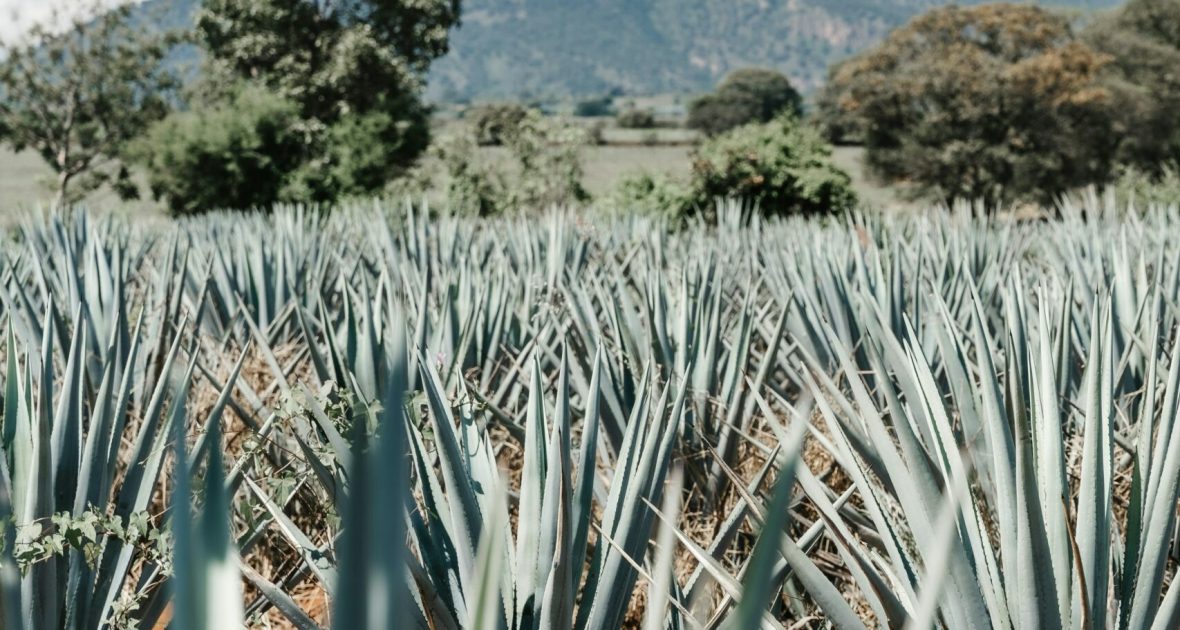 field of agave plants