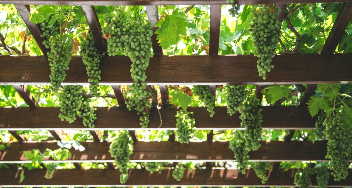 Grapes growing on raised trellis