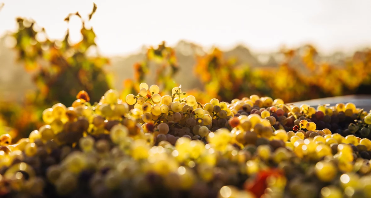 bunches of white grapes